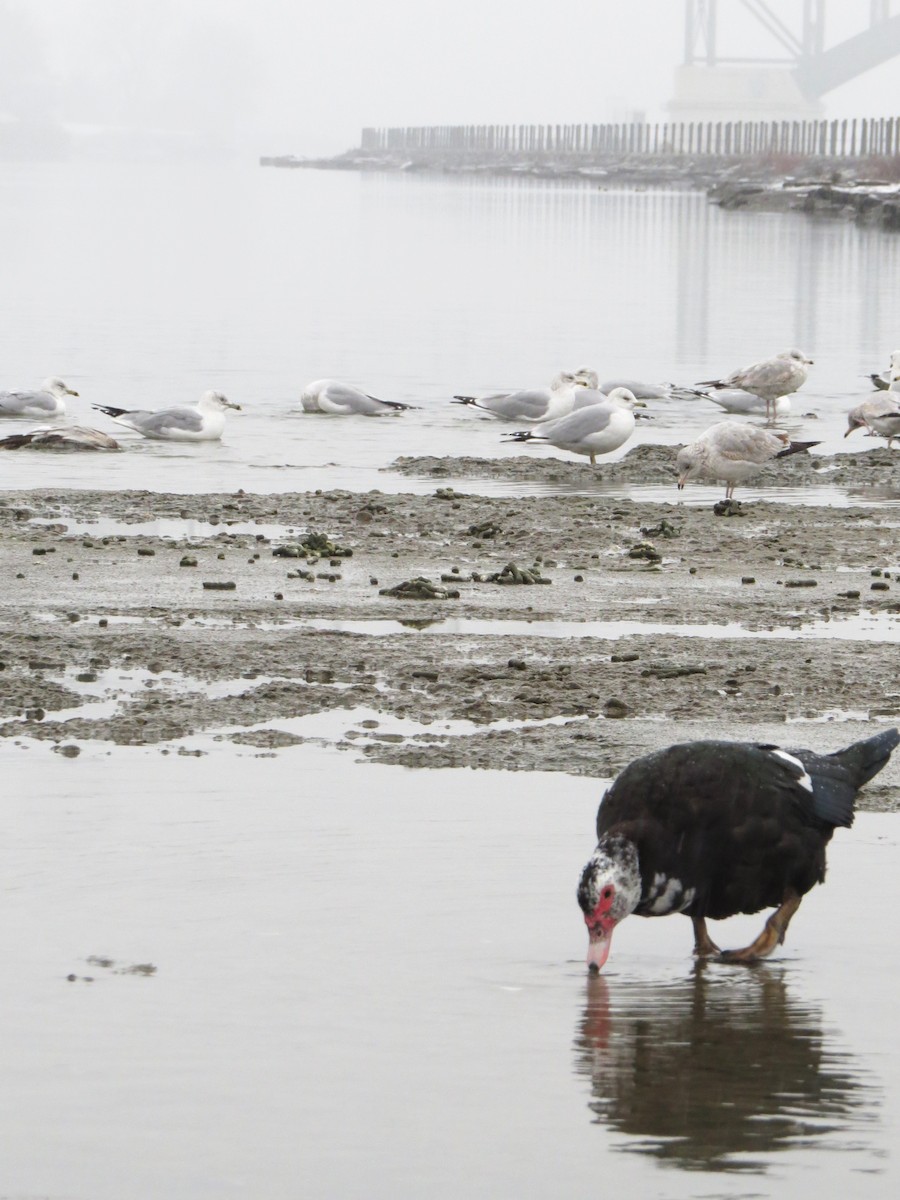 Muscovy Duck (Domestic type) - Laura Lubniewski