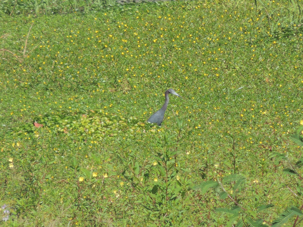 Little Blue Heron - Carolina Dávila