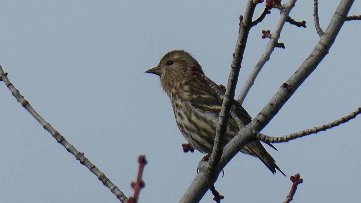 Pine Siskin - ML613051719