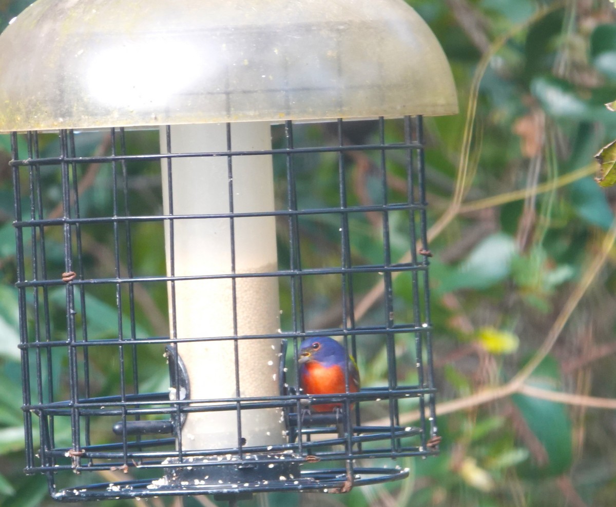 Painted Bunting - Mary Sweeney-Reeves