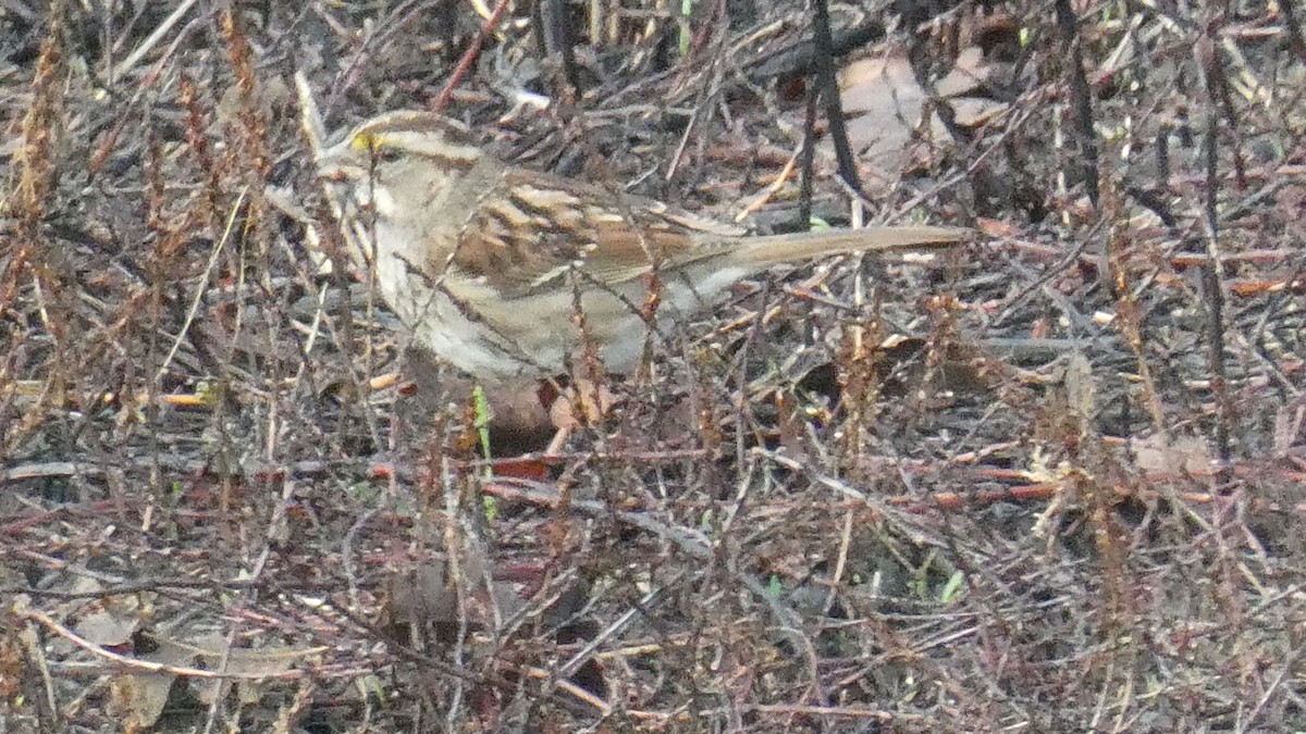 White-throated Sparrow - Dane Fagundes