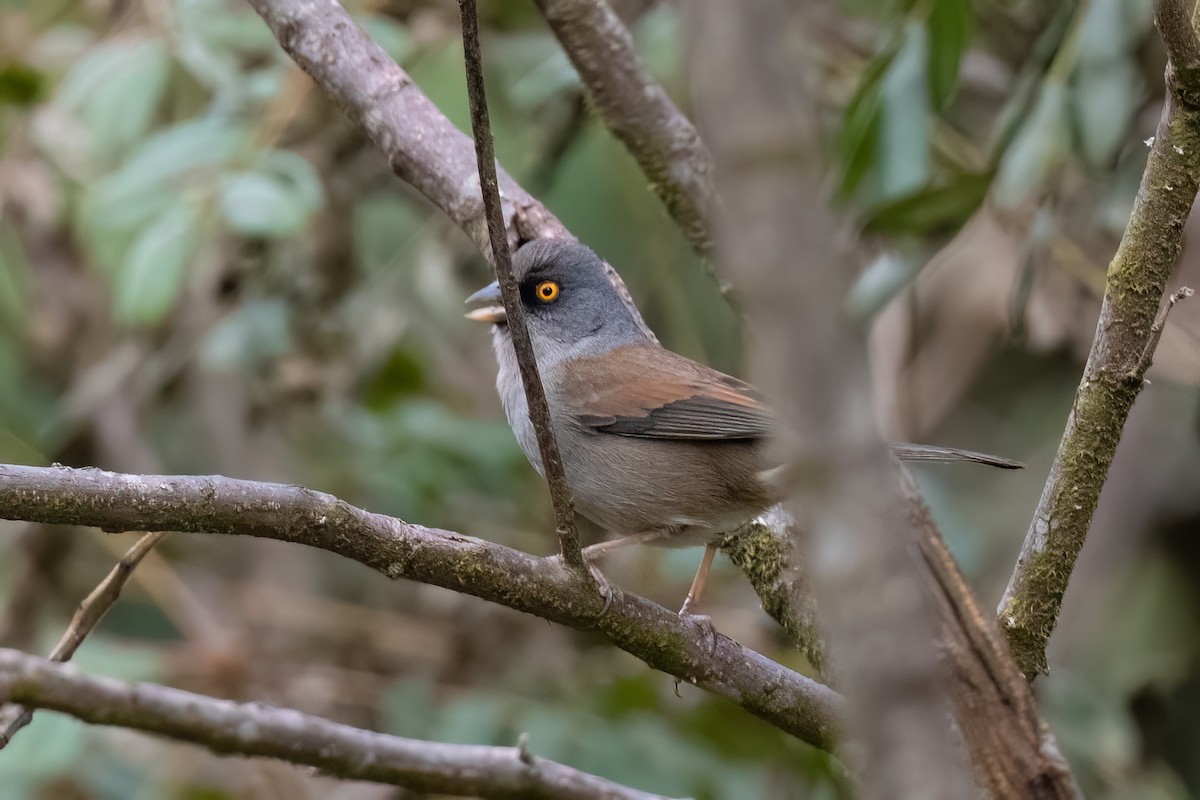 Yellow-eyed Junco - ML613051751
