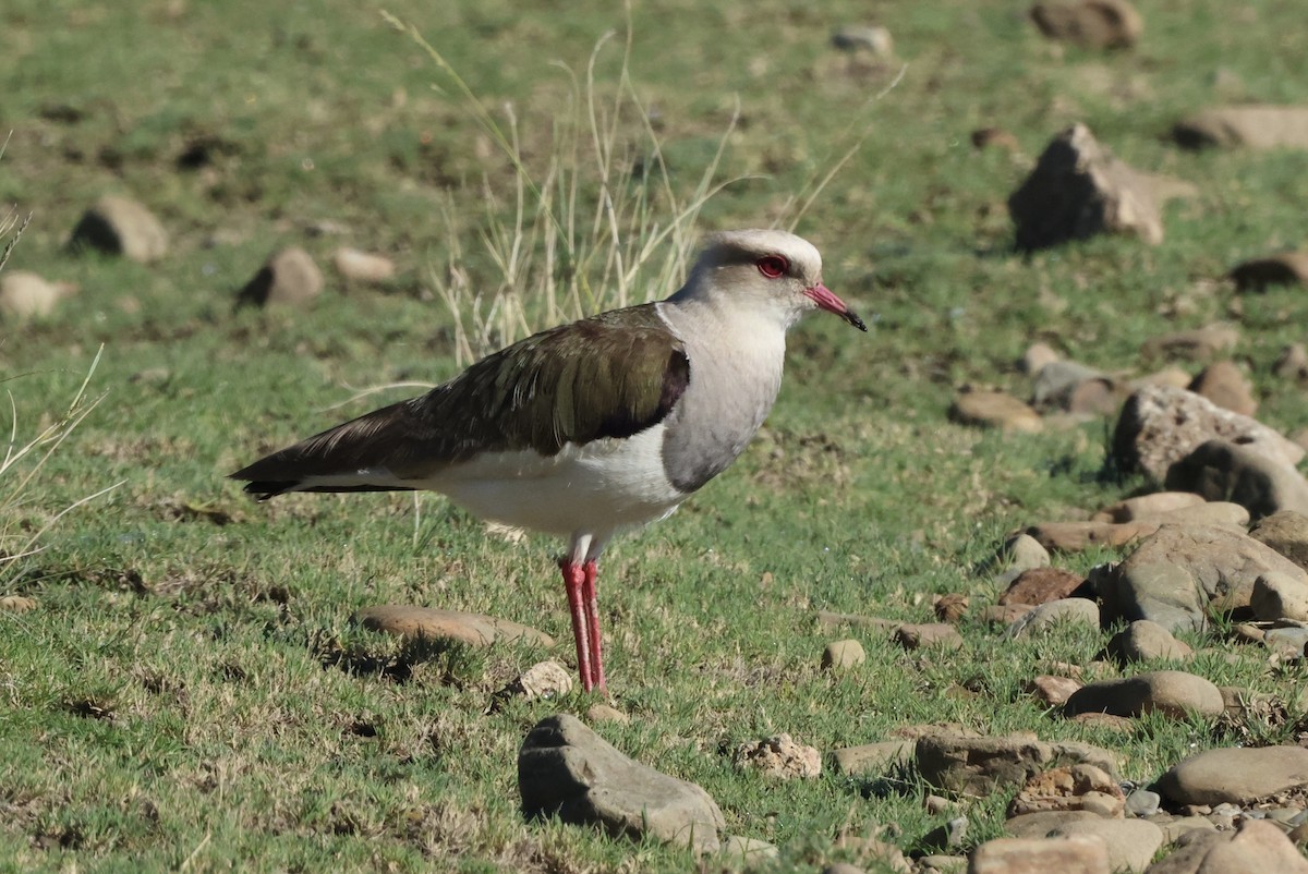 Vanneau des Andes - ML613051758