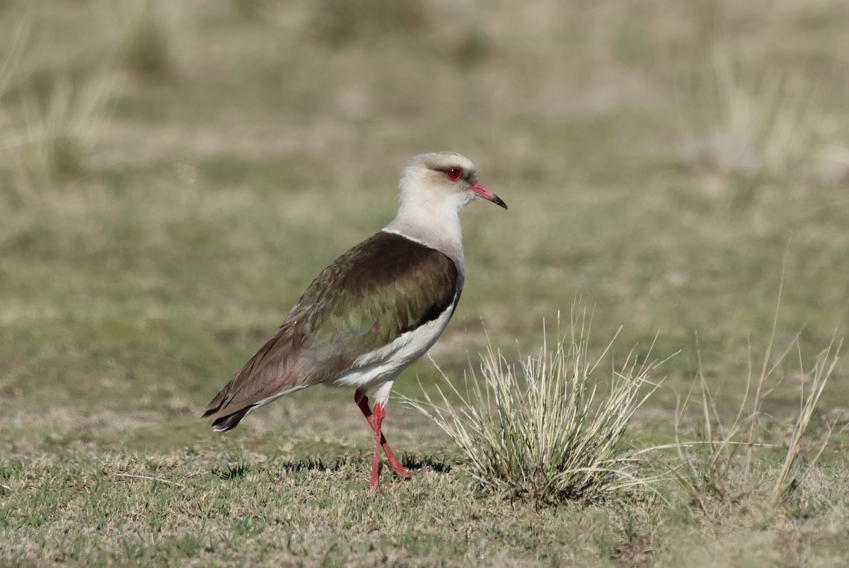 Andean Lapwing - ML613051759