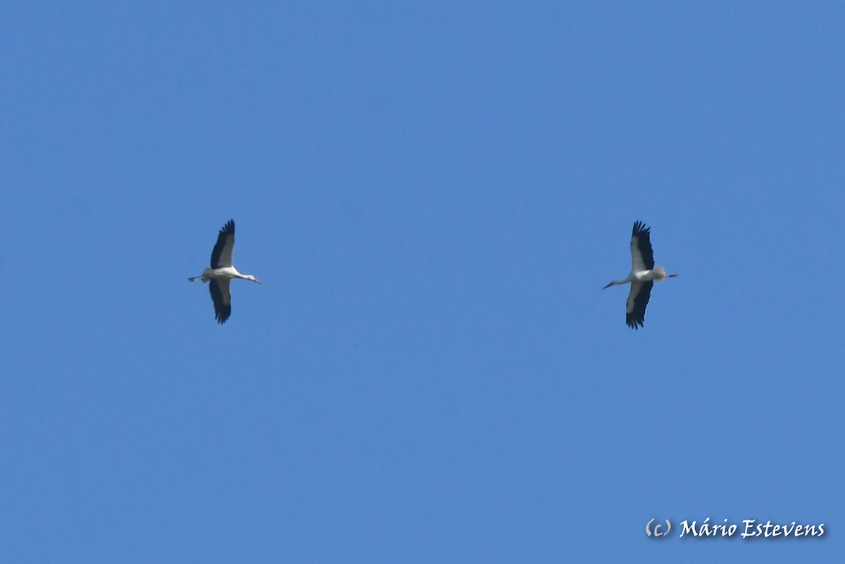 White Stork - ML613051796