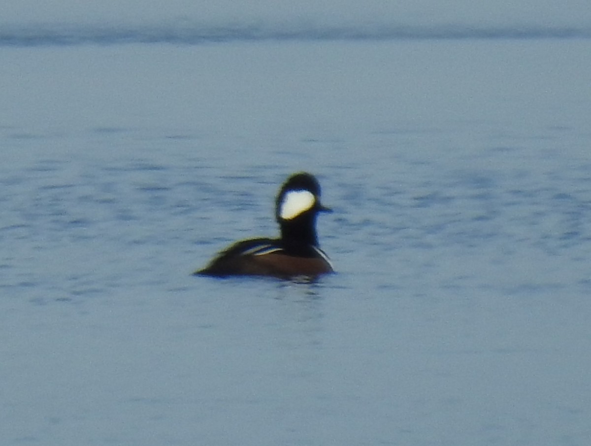 Hooded Merganser - Harry Colestock