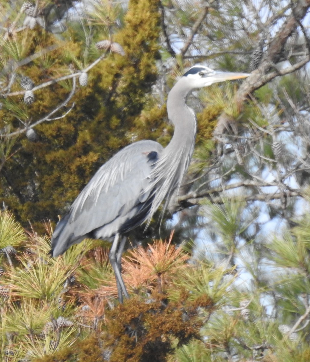 Great Blue Heron - ML613051905