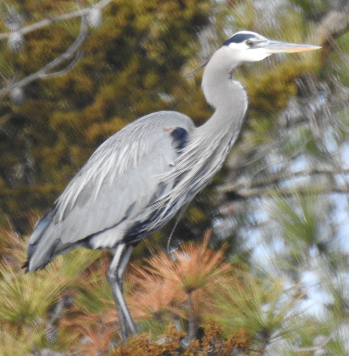 Great Blue Heron - ML613051926