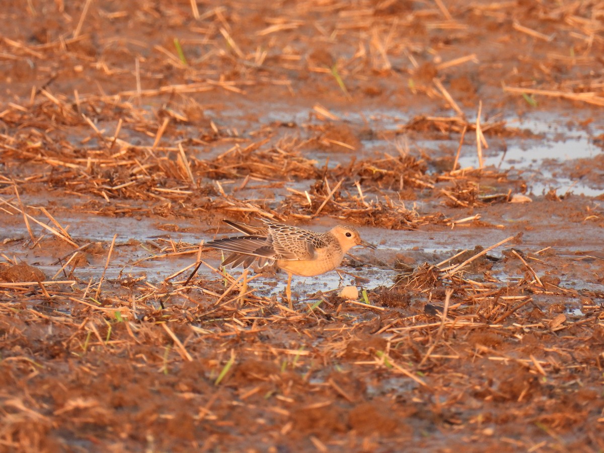 Buff-breasted Sandpiper - Nathan Mast