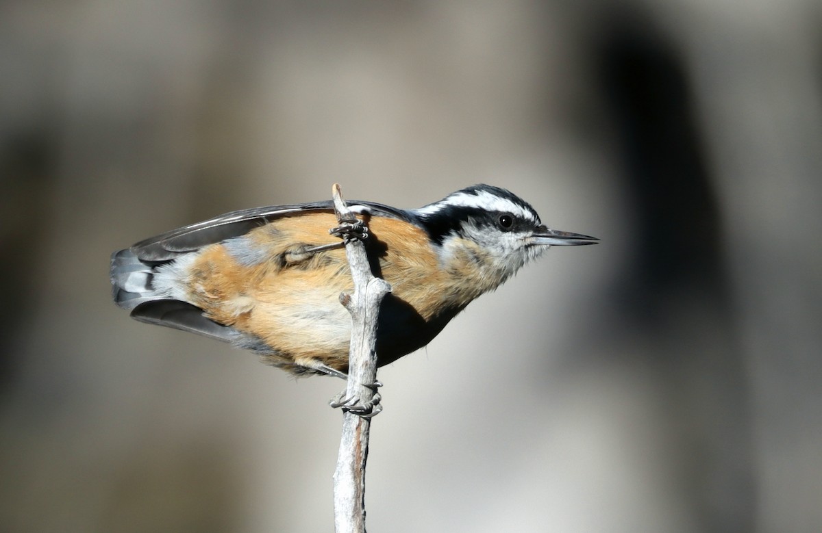 Red-breasted Nuthatch - ML613051950