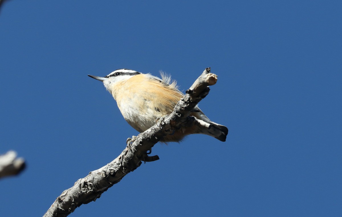 Red-breasted Nuthatch - ML613051969