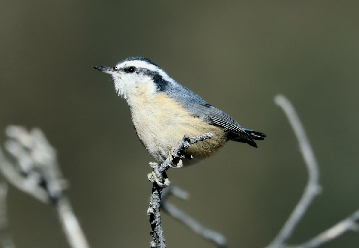 Red-breasted Nuthatch - ML613051986