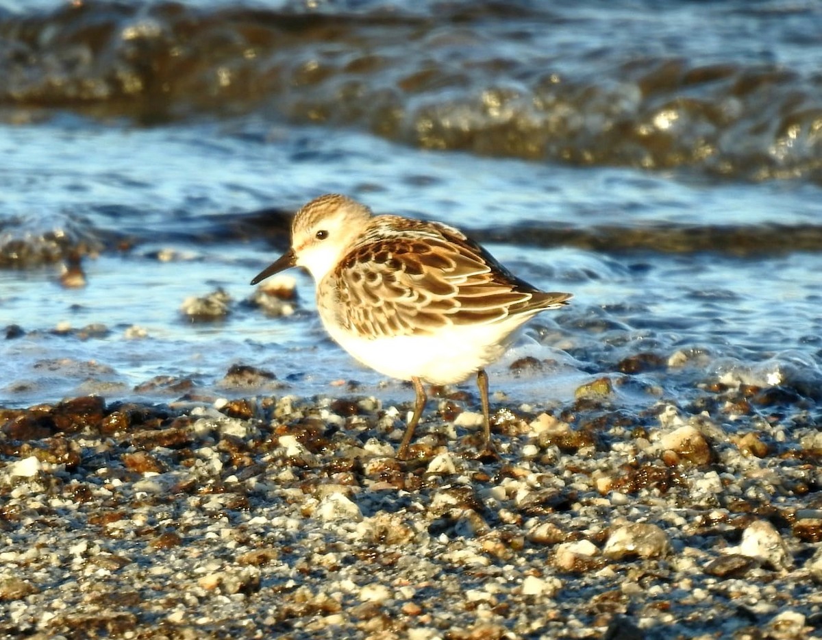 Little Stint - ML613052014