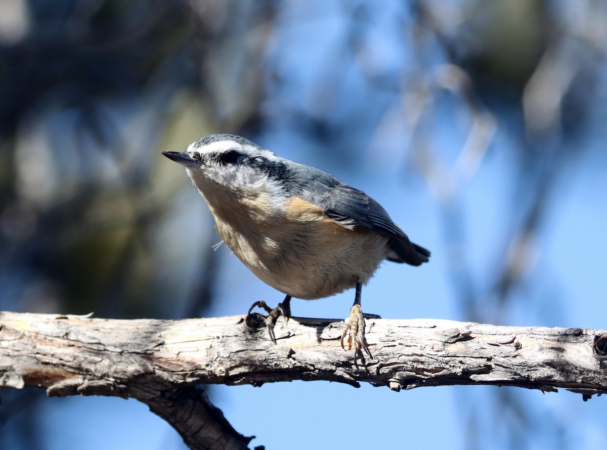 Red-breasted Nuthatch - ML613052024