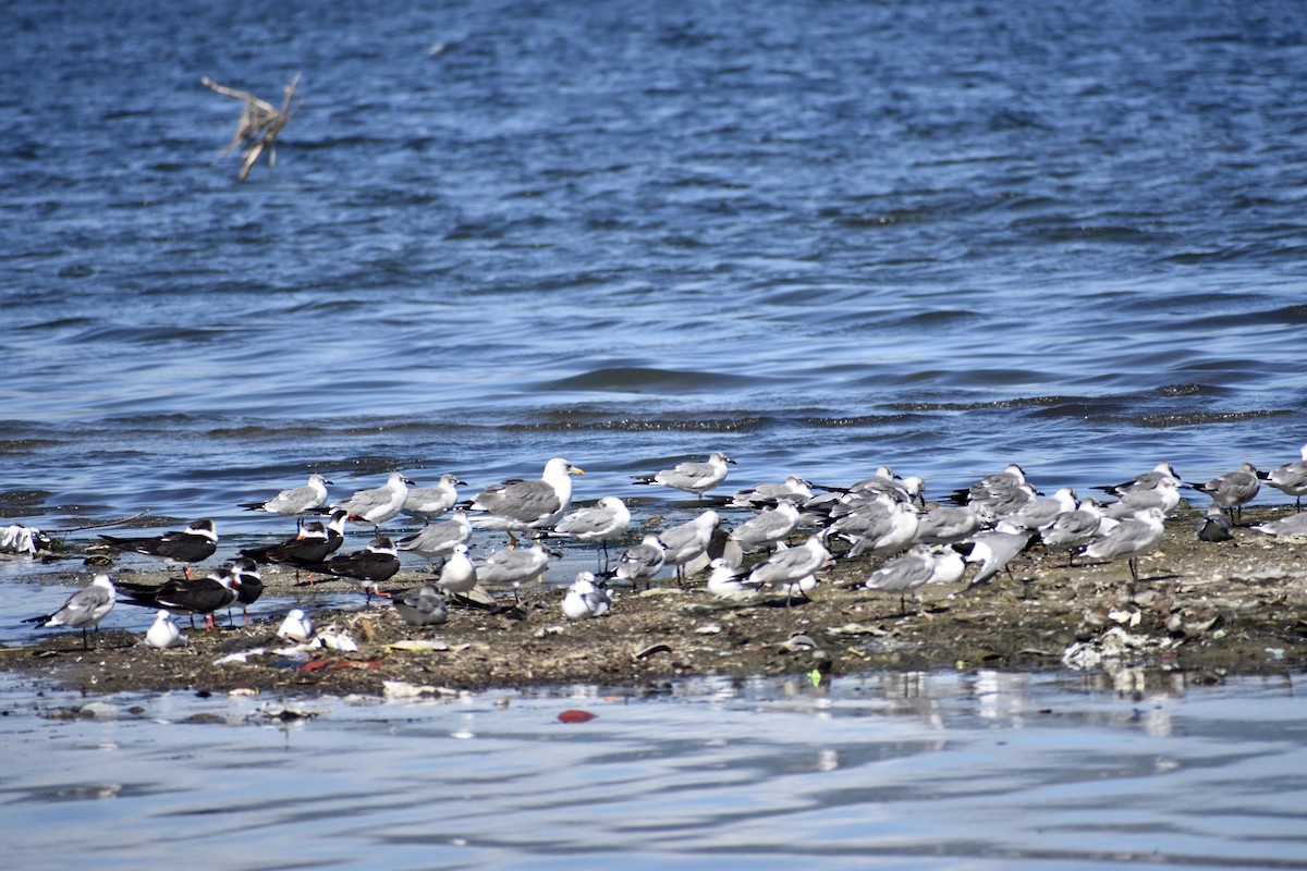 Gaviota Guanaguanare - ML613052130