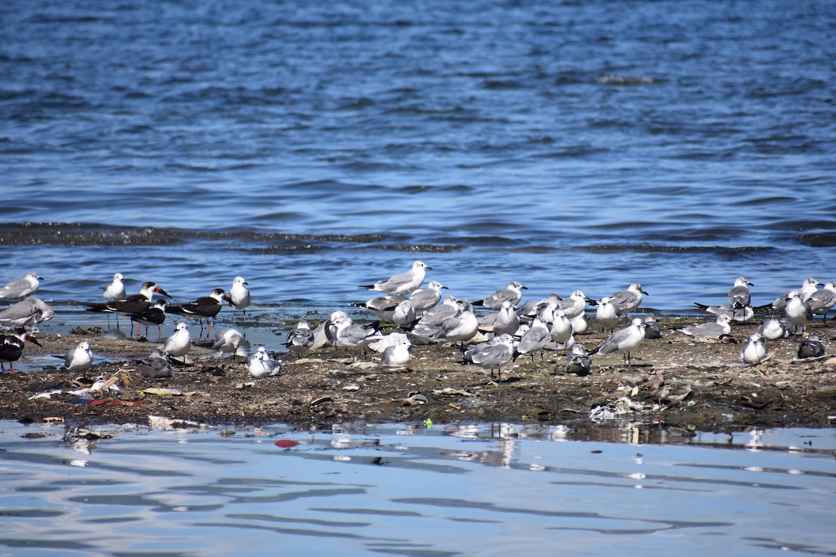 Laughing Gull - Alexis  Callejas Segura