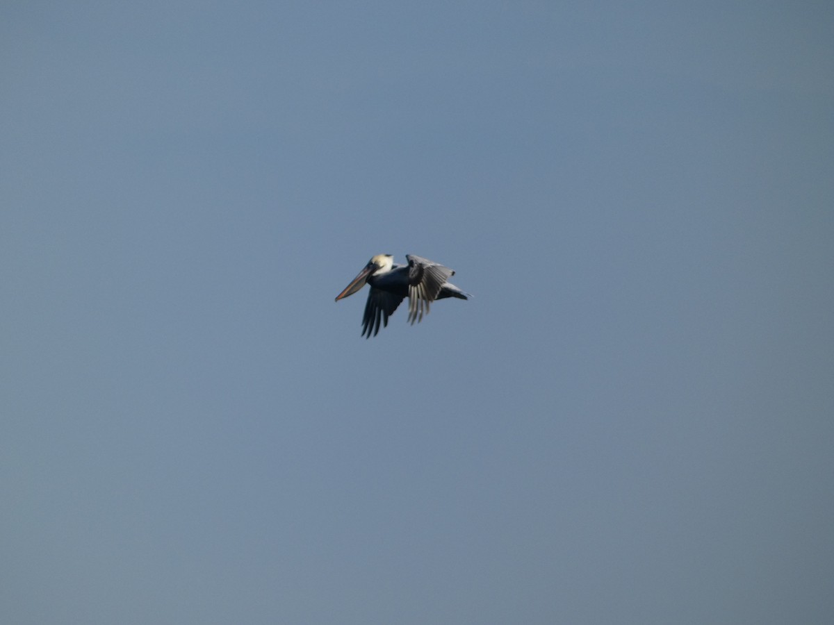 Brown Pelican - ML613052191