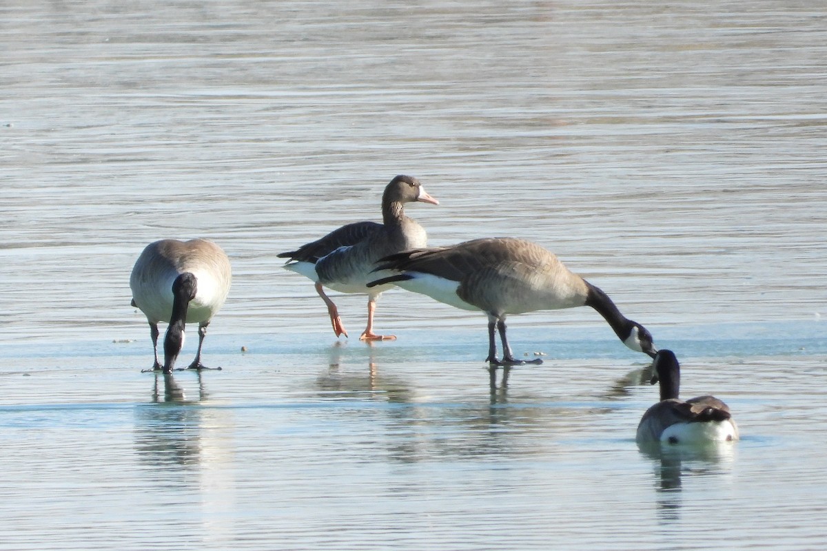 Greater White-fronted Goose - ML613052336