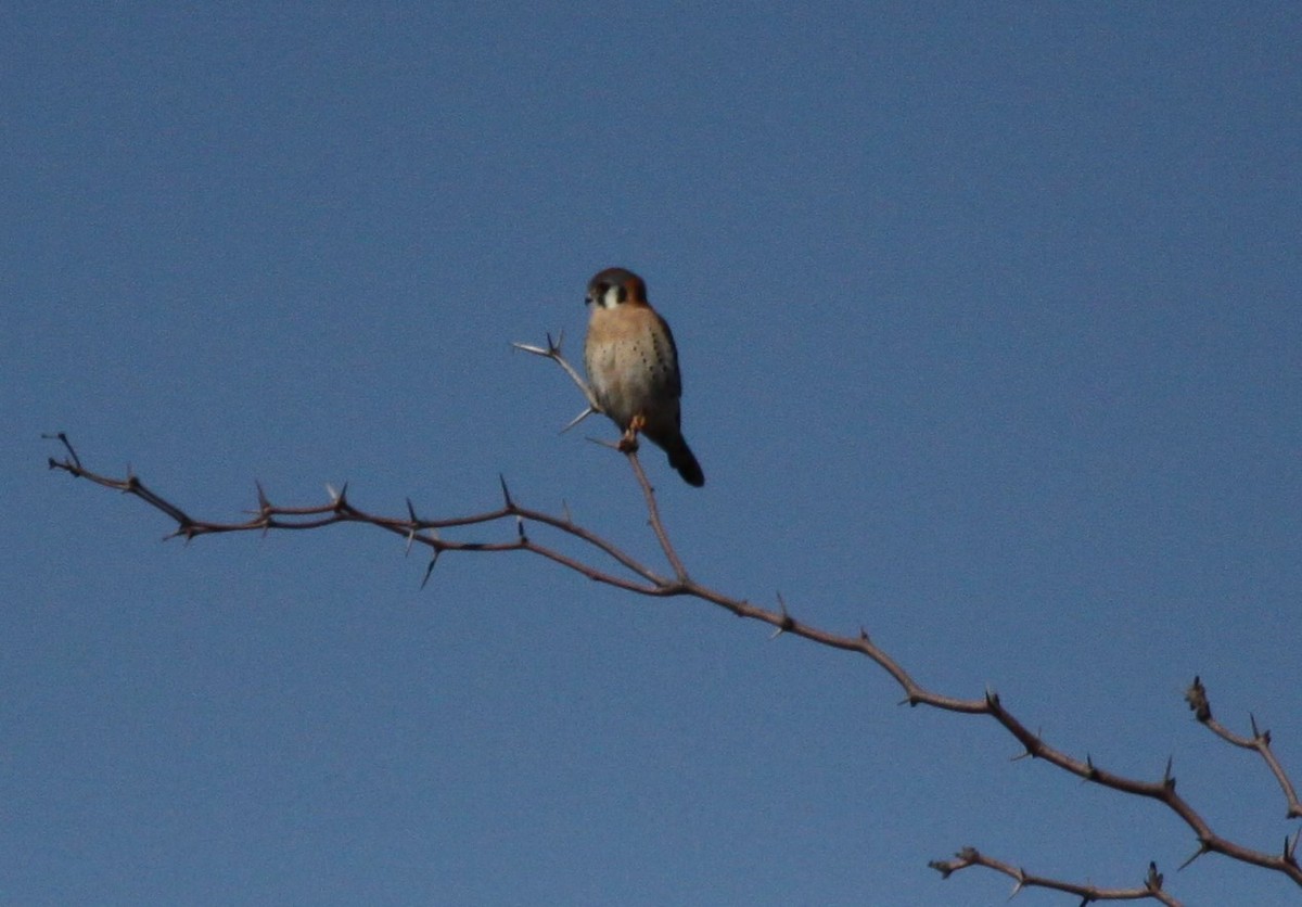 American Kestrel - ML613052340