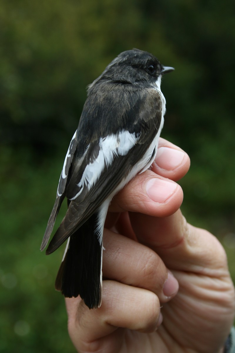 European Pied Flycatcher - ML613052343