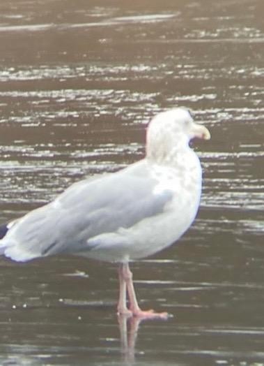 Gaviota Argéntea - ML613052344