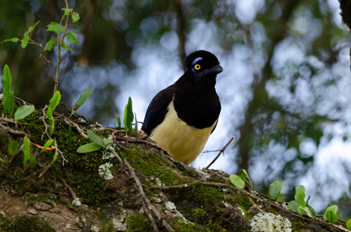 Plush-crested Jay - ML613052445