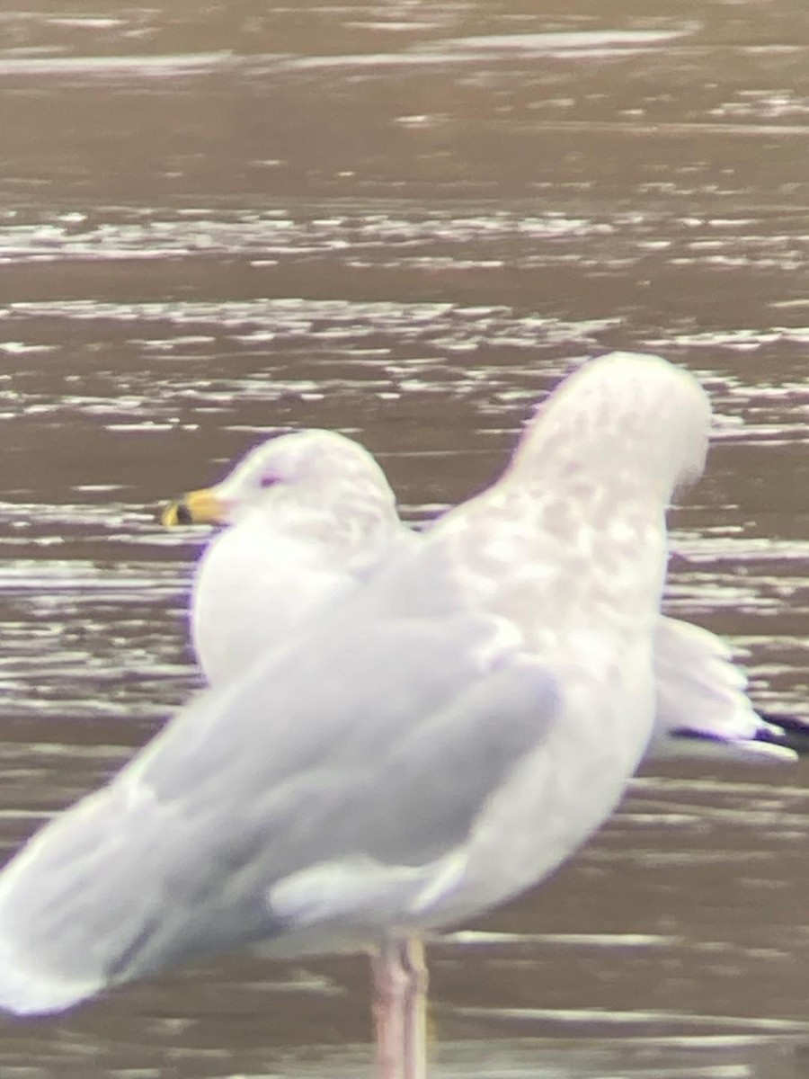 Herring Gull - ML613052476