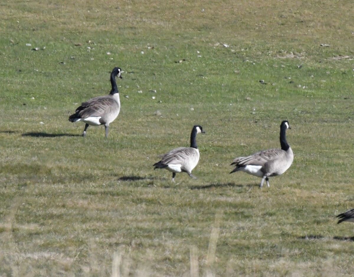 Cackling Goose - Sue Palmer