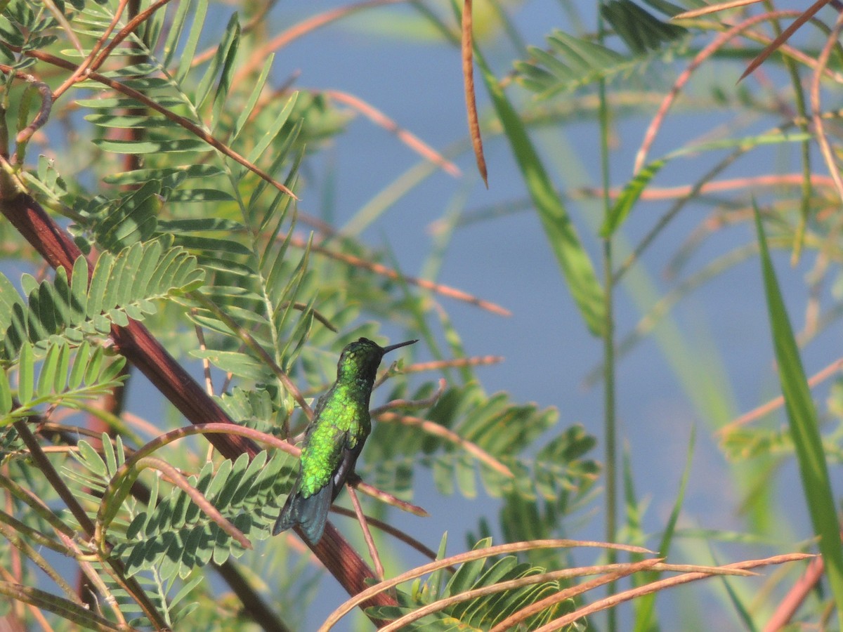 Blue-tailed Emerald - ML613052515