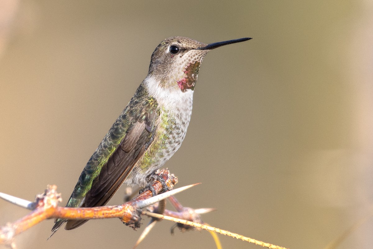 Anna's Hummingbird - ML613052523