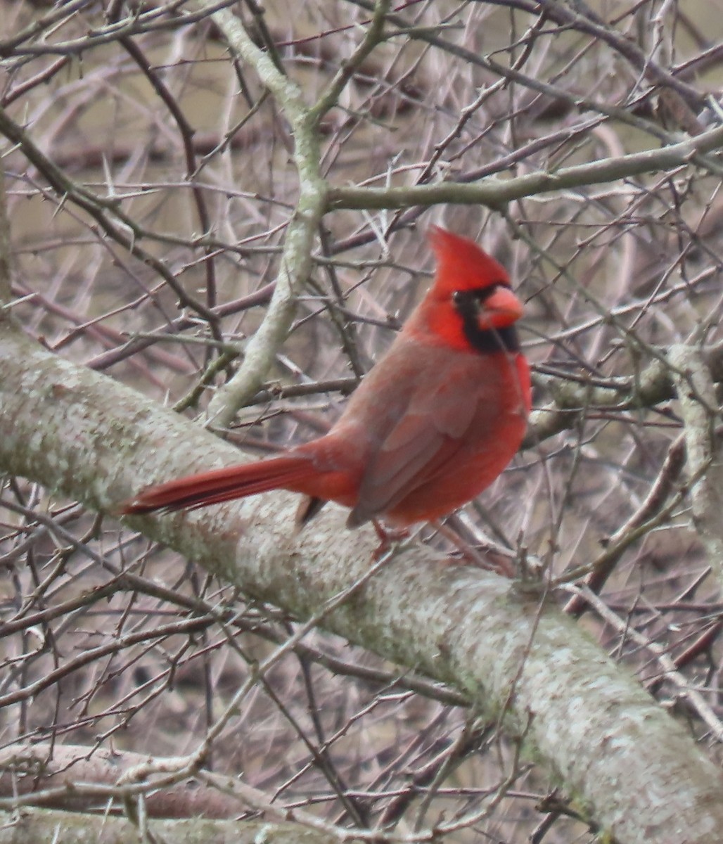 Cardinal rouge - ML613052554
