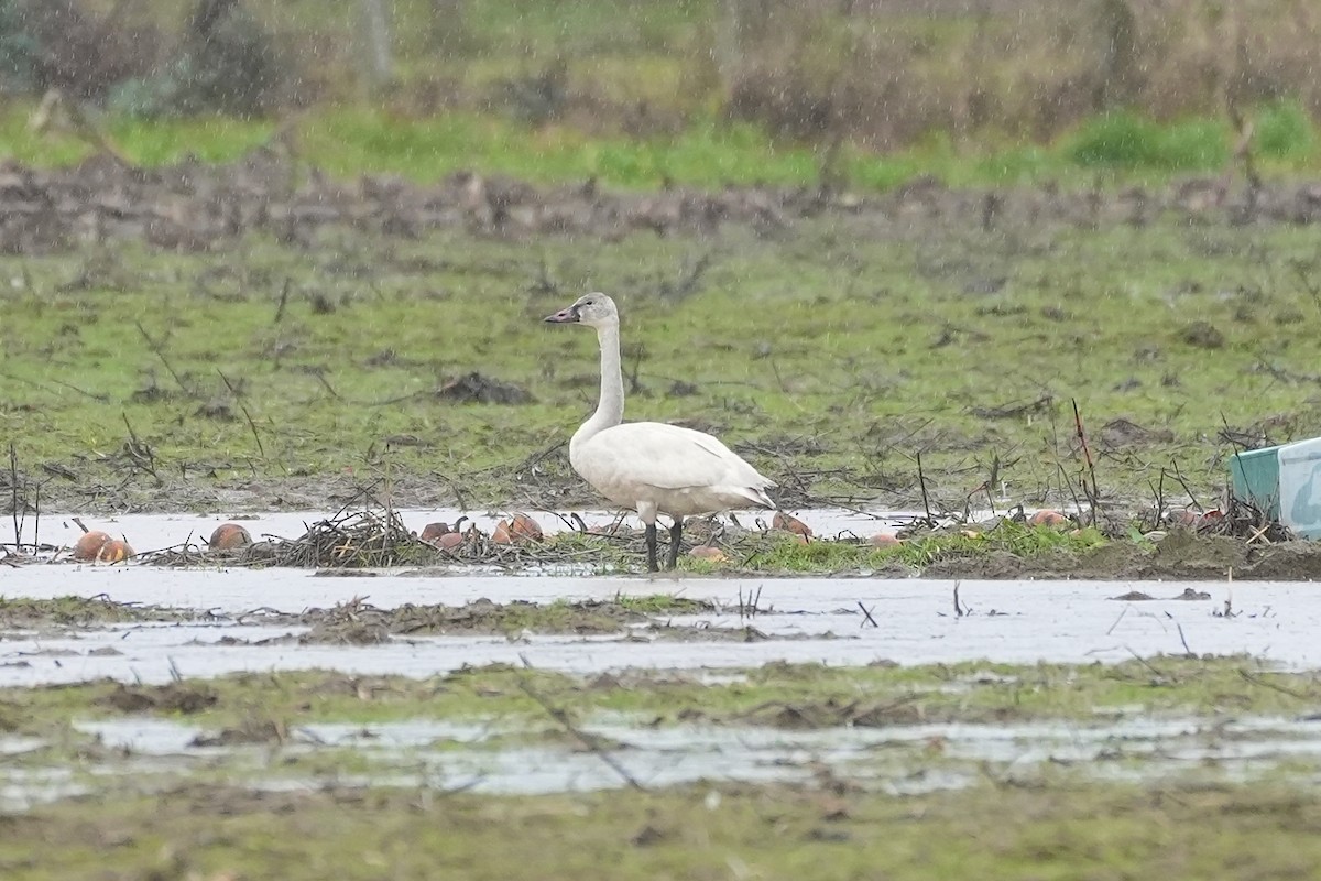 Tundra Swan - Joe RouLaine