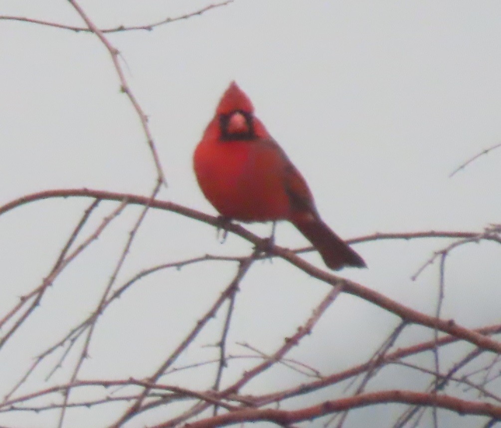 Cardinal rouge - ML613052599