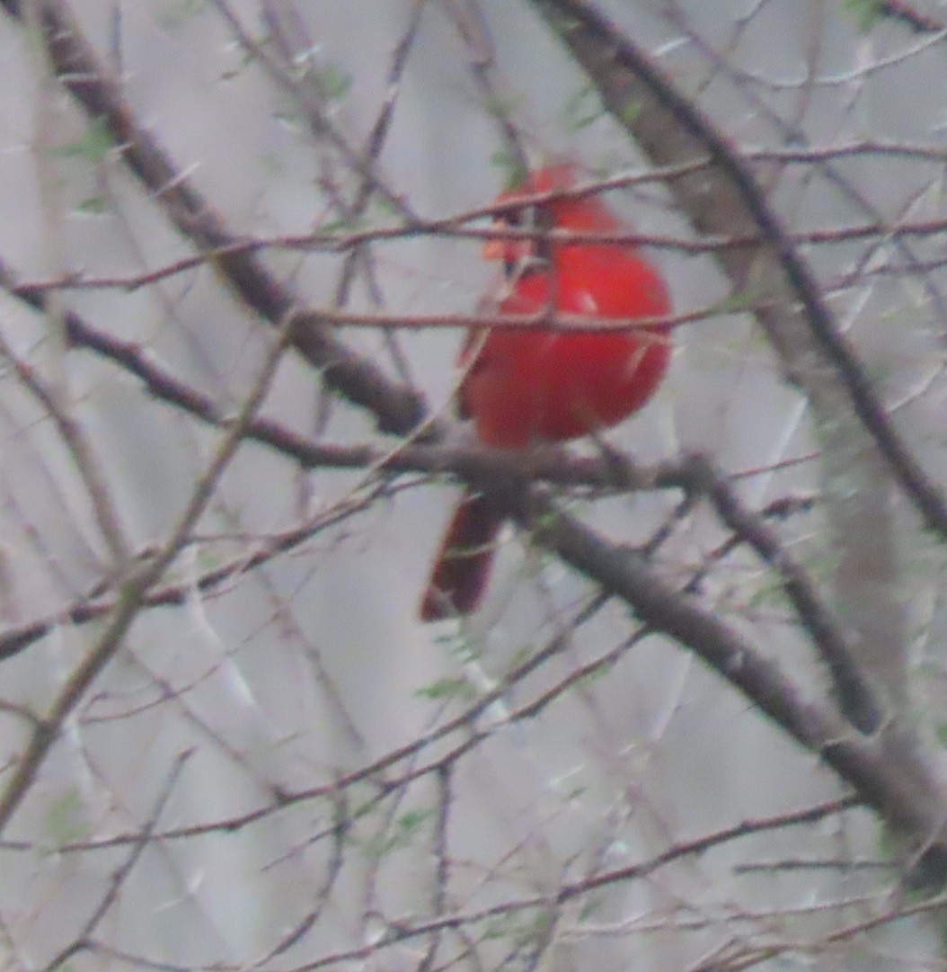 Cardinal rouge - ML613052600