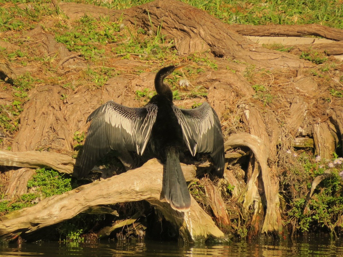 anhinga americká - ML613052632