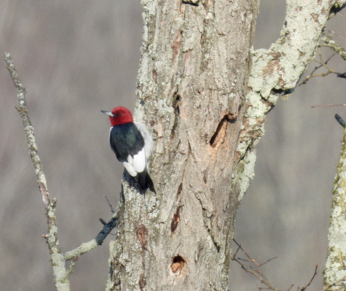 Pic à tête rouge - ML613052639