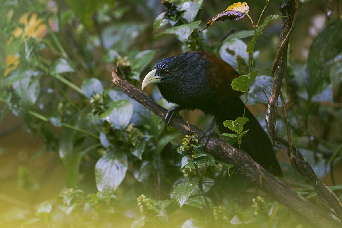 Coucal de Ceylan - ML613052641