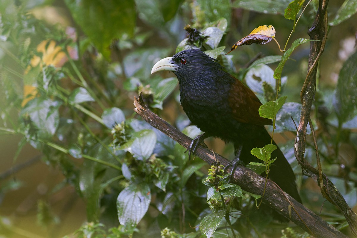 Green-billed Coucal - ML613052642