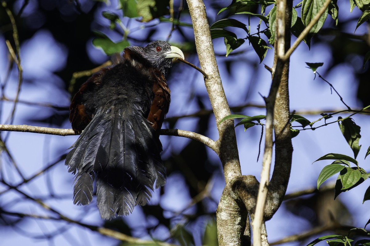 Green-billed Coucal - ML613052645