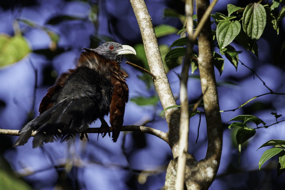 Green-billed Coucal - Blair Dudeck