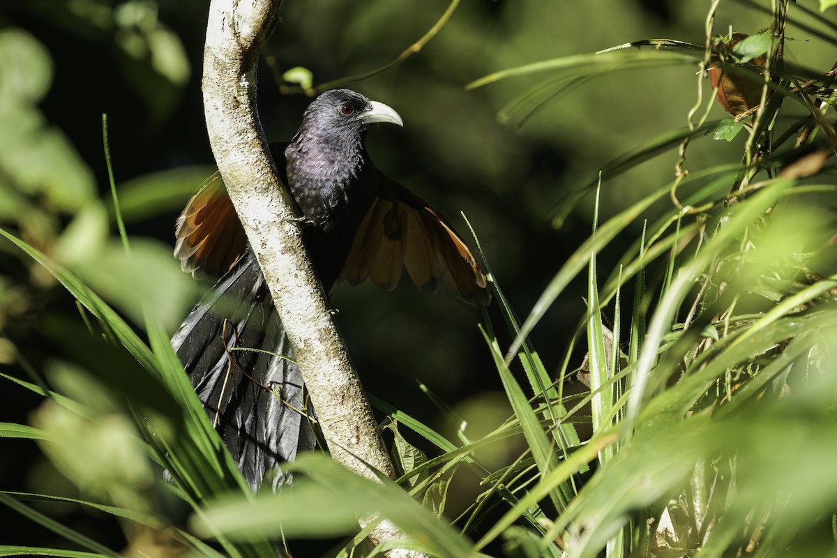 Green-billed Coucal - ML613052650