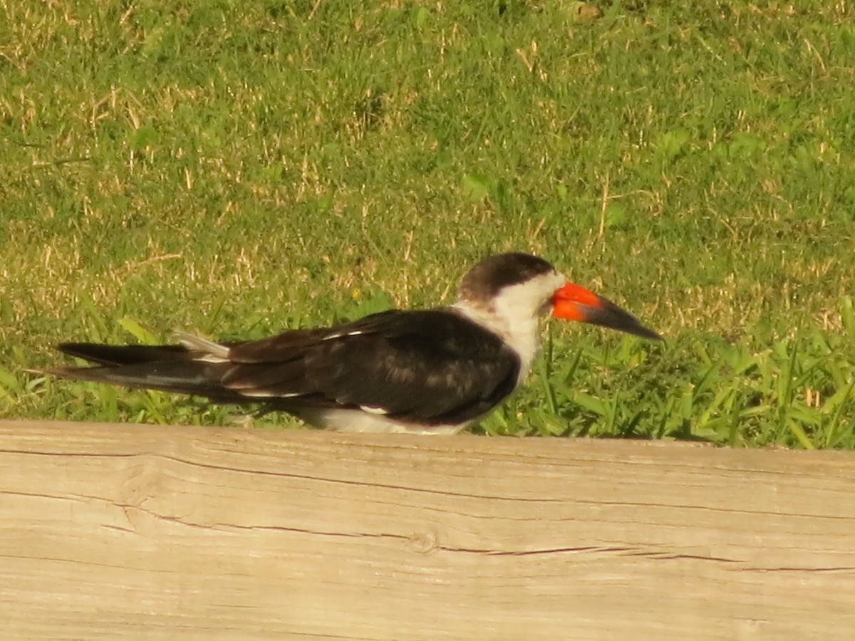 Black Skimmer - Steve Kaiserman