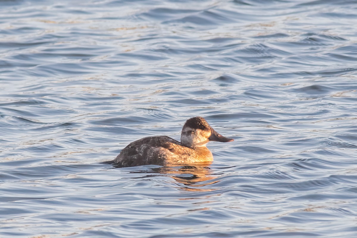 Ruddy Duck - ML613052690