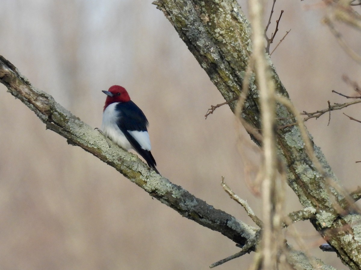 Red-headed Woodpecker - ML613052743