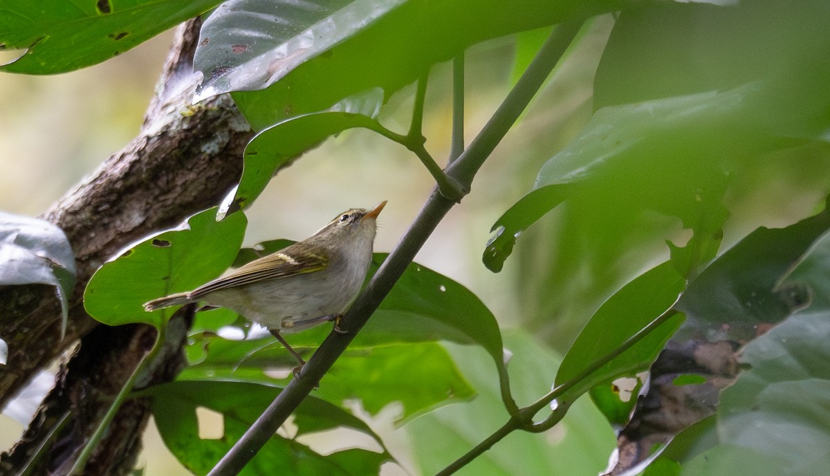 Davison's Leaf Warbler - Kevin Gong