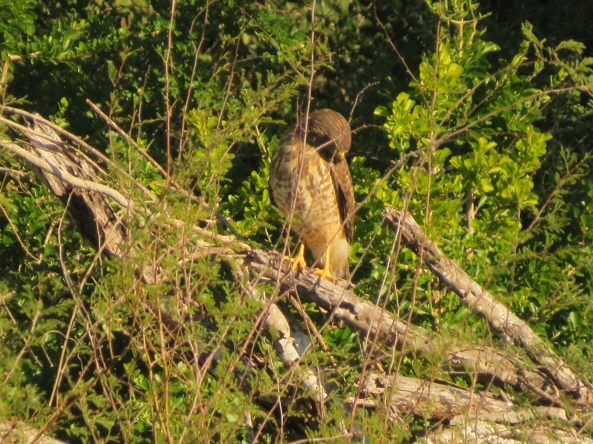 Roadside Hawk - Steve Kaiserman