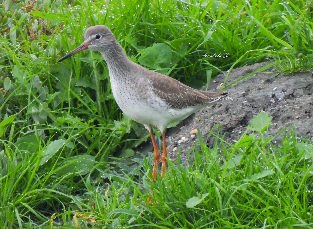 Common Redshank - Anabela Sá