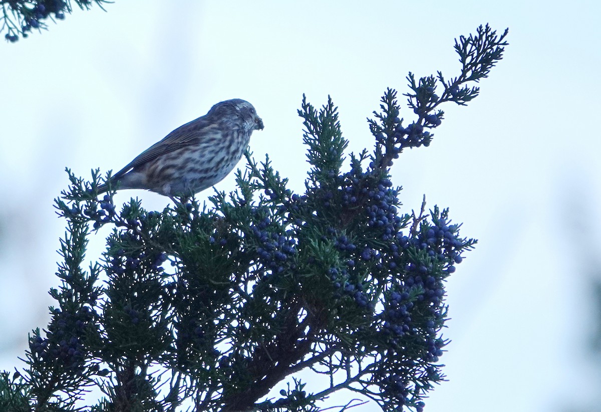 Purple Finch - ML613052836