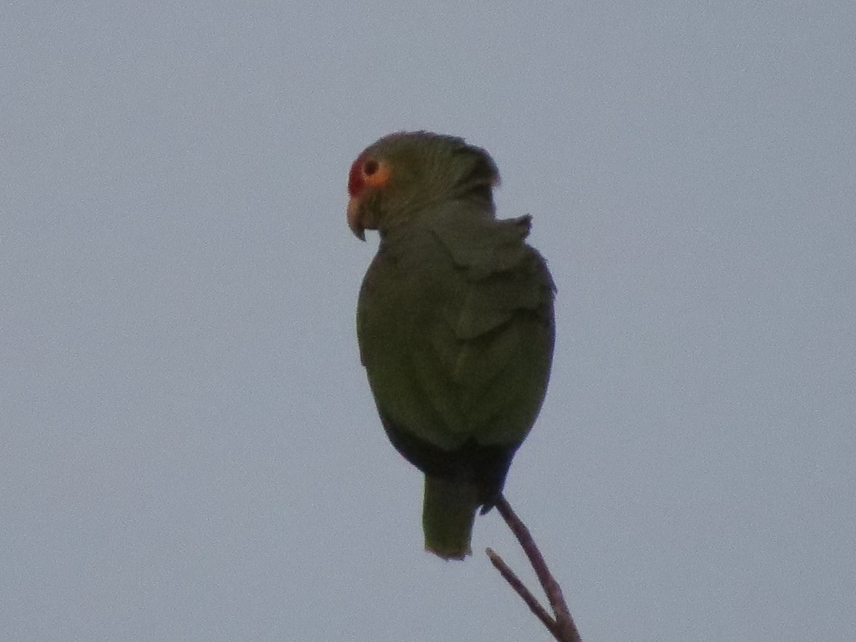 キホオボウシインコ - ML613052841