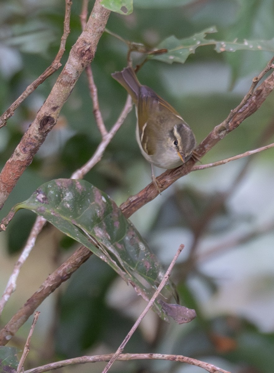 Blyth's Leaf Warbler - ML613052870